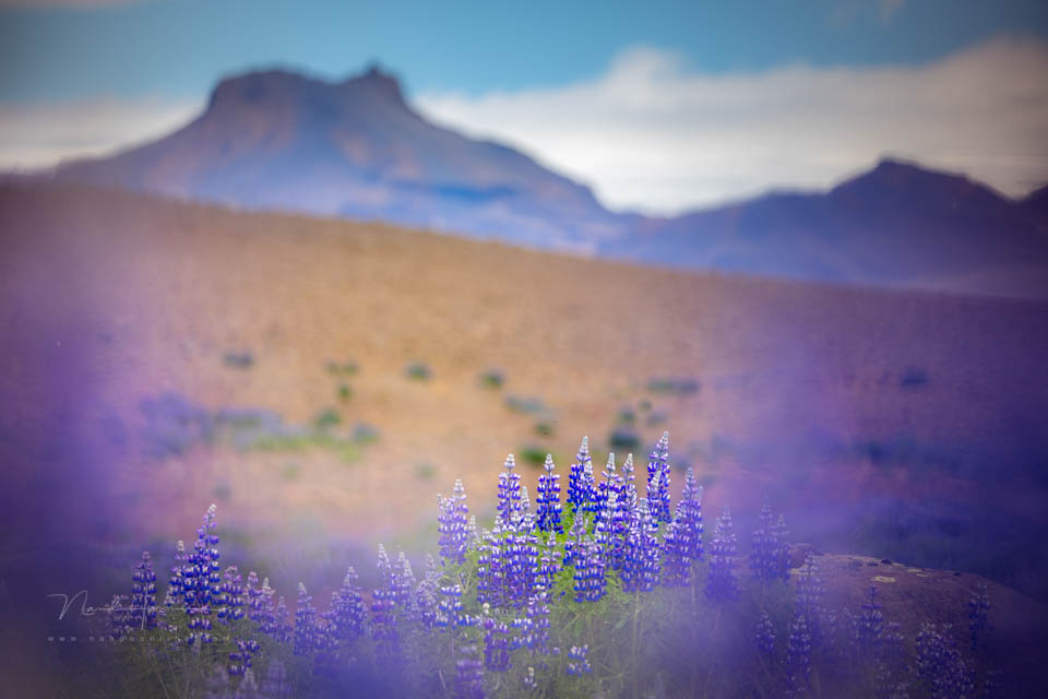 2022 nando shallow depth of field