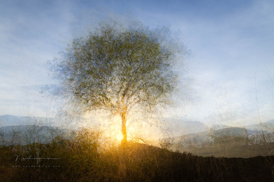 2023 nando pep ventosa tree sun