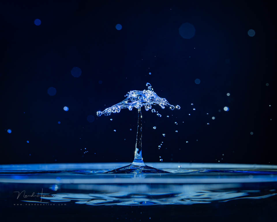2024 nando drop mushroom 2024 nando drop mushroom