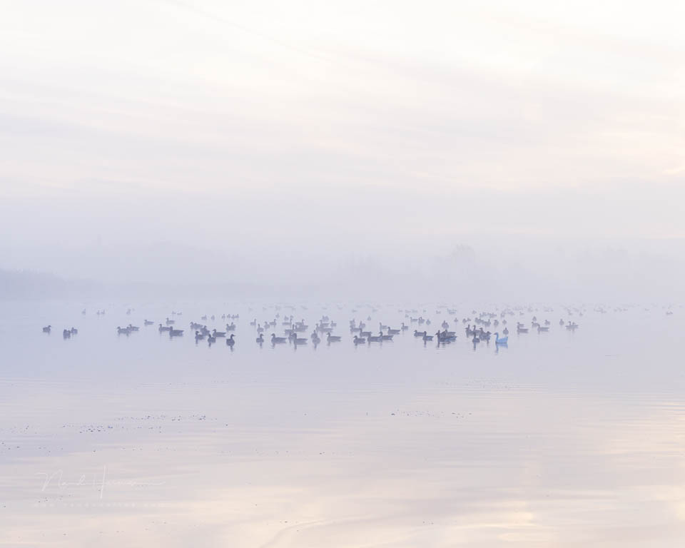 2025 nando high-key photo geese mist