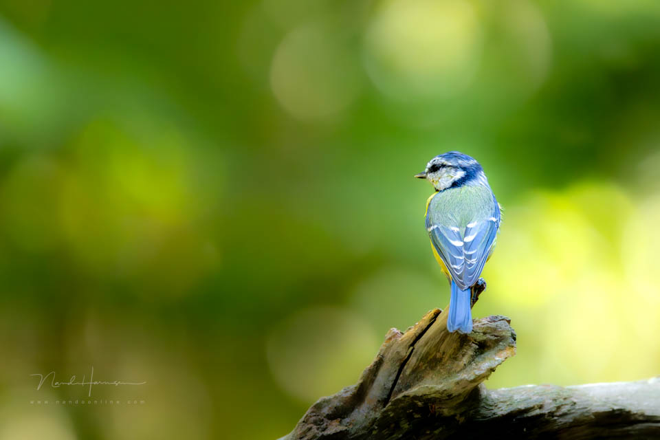 2025 blue tit