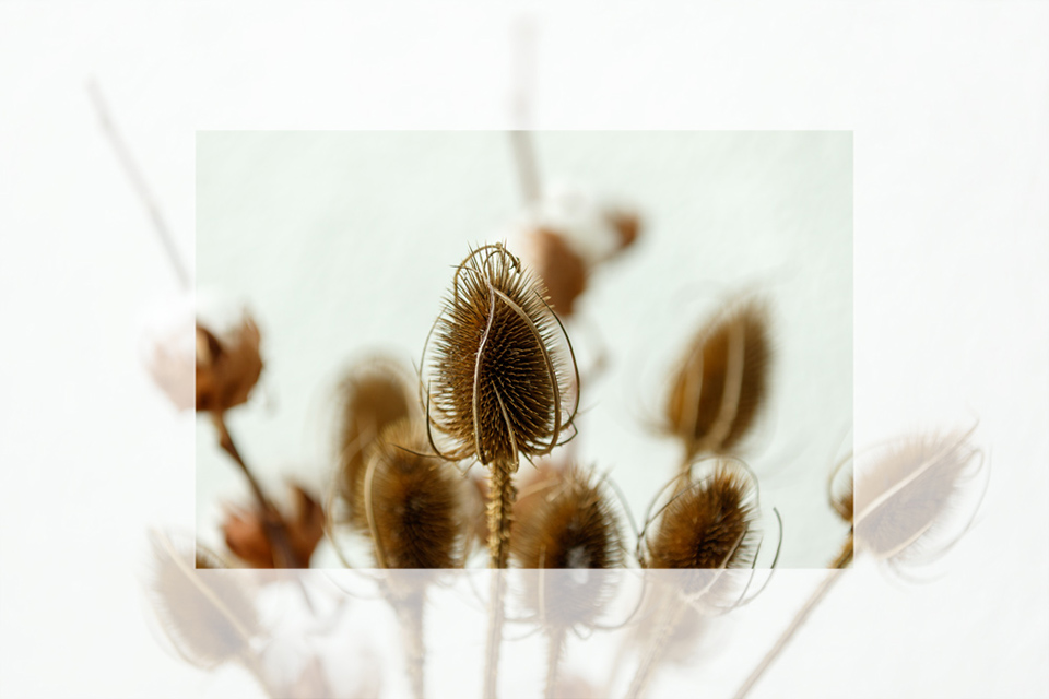 Crop sensor effect DOF 03a