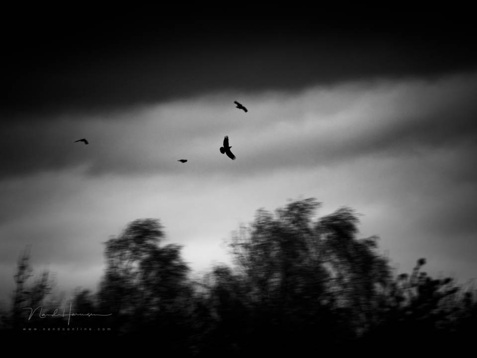 Nando 20107 crows