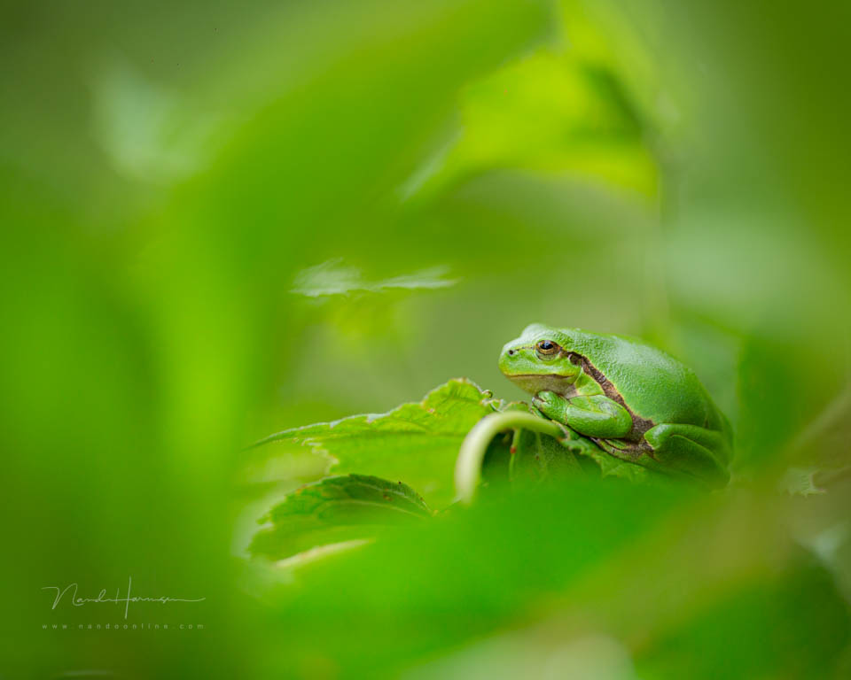 Nando 2014 tree frog Nando 2014 tree frog