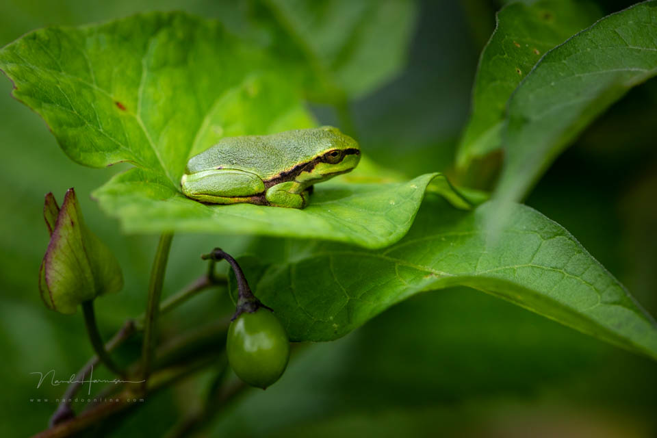 Nando 2020 tree frog 2 Nando 2020 tree frog 2