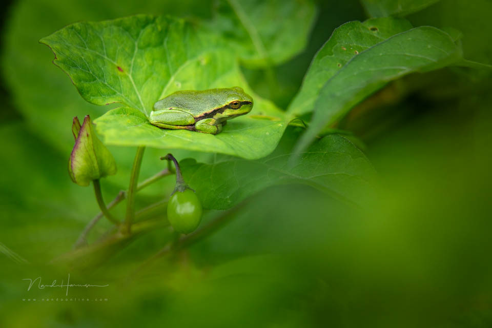 Nando 2020 tree frog 3 Nando 2020 tree frog 3