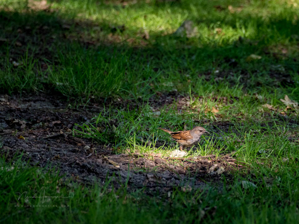 Nando 2020 dunnock