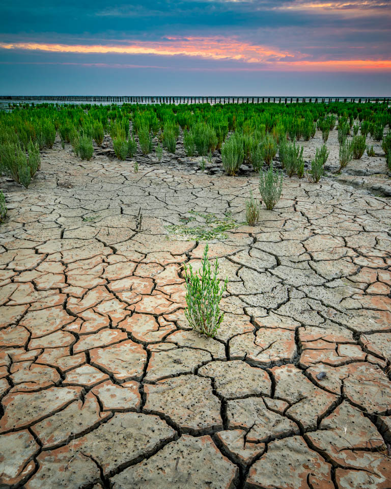 Nando 2020 the mudflats Nando 2020 the mudflats