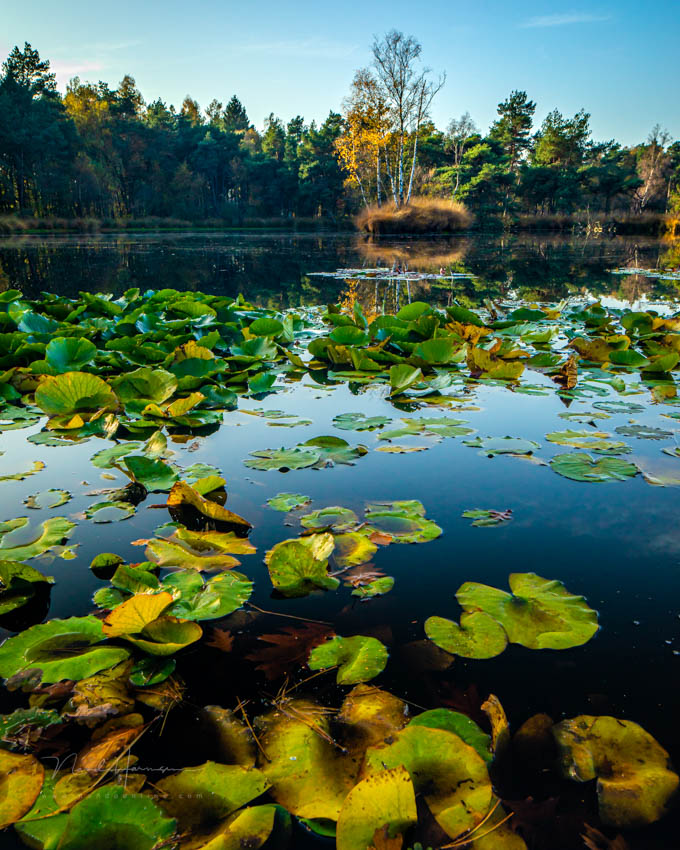Nando 2020 landscape Regte Heide