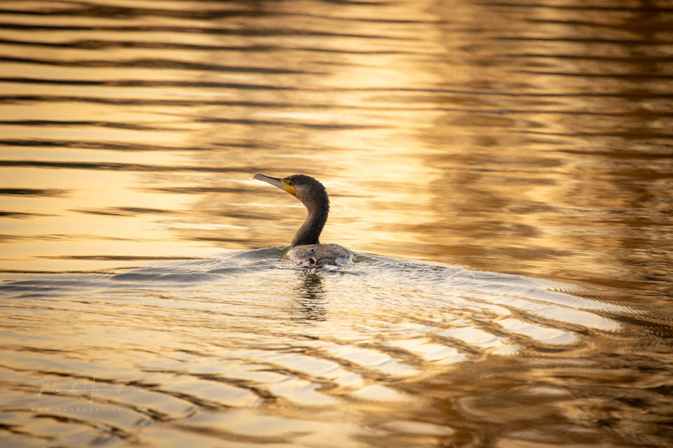 Nando 2021 cormorant