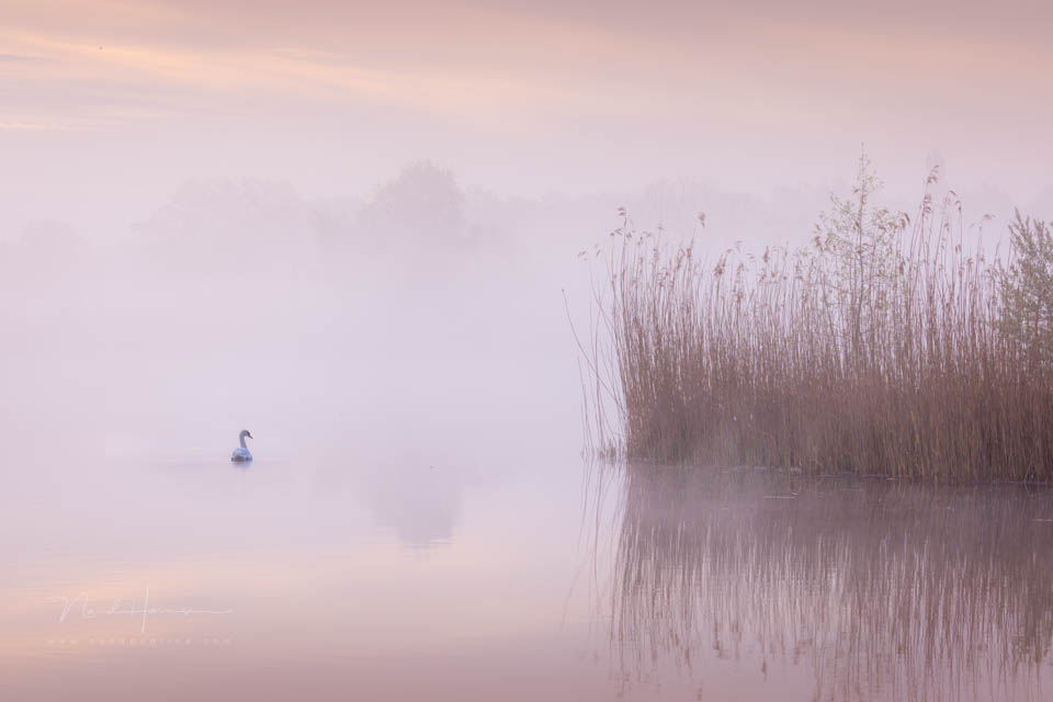 Nando 2021 mute swan
