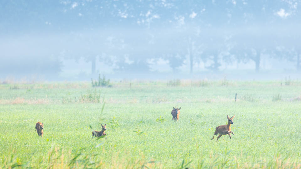 Nando 2021 running deer