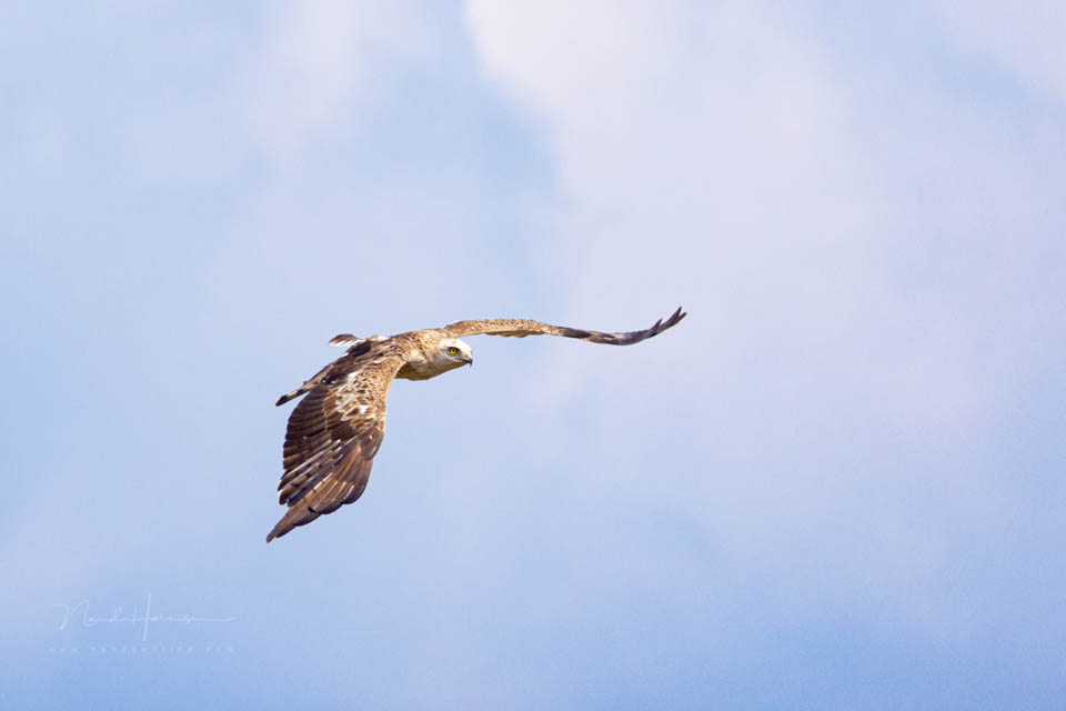 Nando 2021 short-toed snake eagle