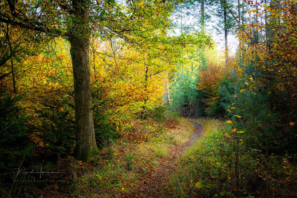 Nando 2022 forest path 2 Nando 2022 forest path 2
