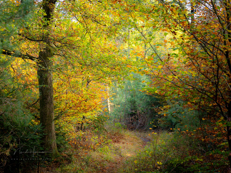 Nando 2022 forest path Nando 2022 forest path