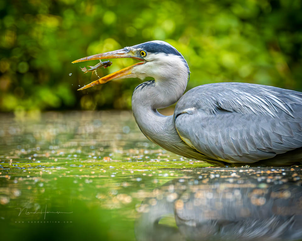Nando 2023 heron hide