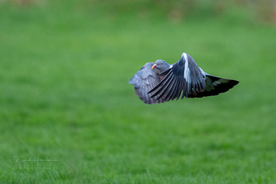 Nando 2024 wood pigeon
