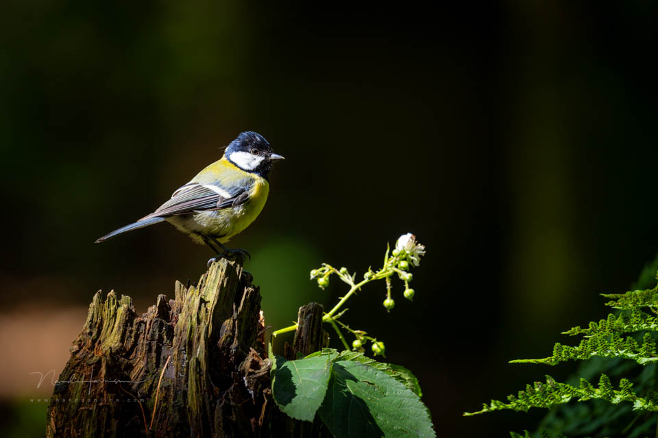 Nando 2024 great tit
