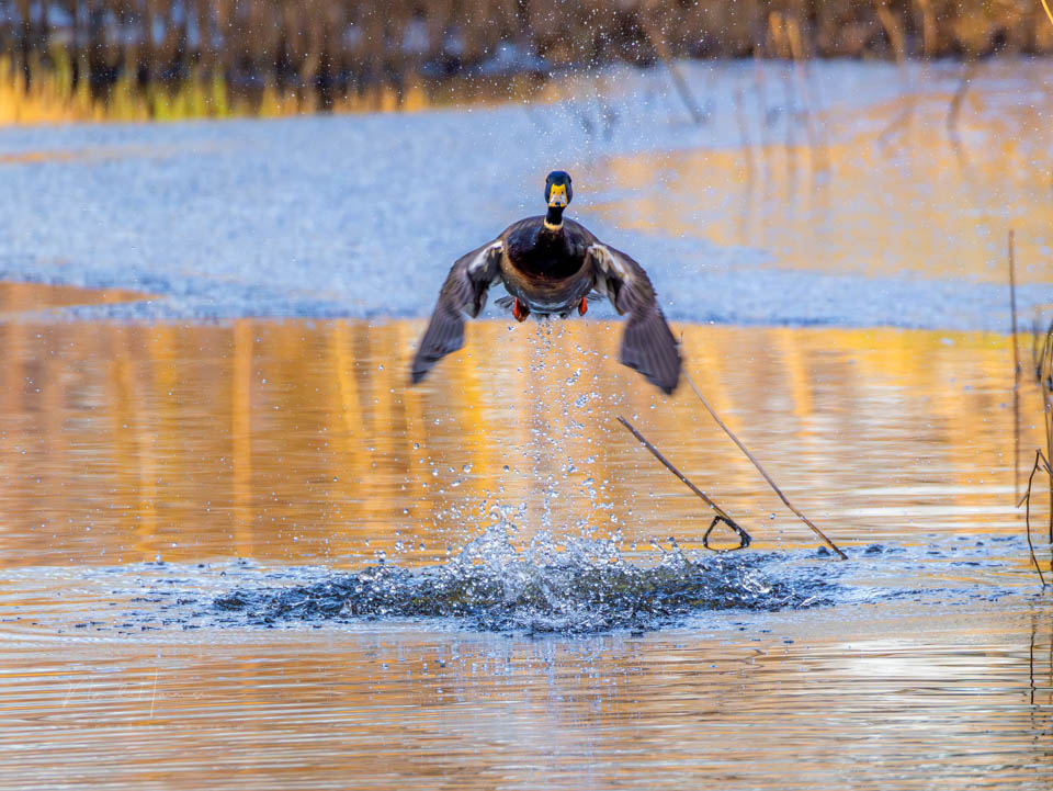 Nando 2024 mallard