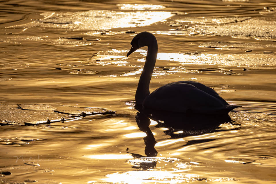 Nando 2024 swan