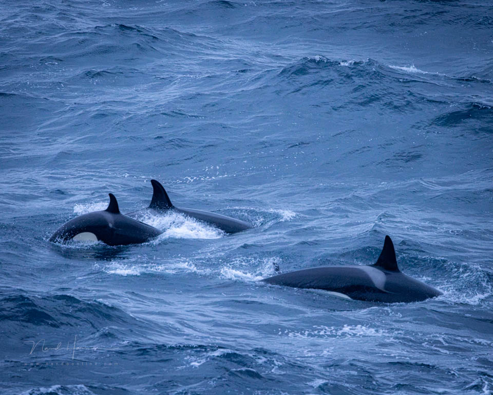 Nando 2025 auto mode orca Nando 2025 auto mode orca