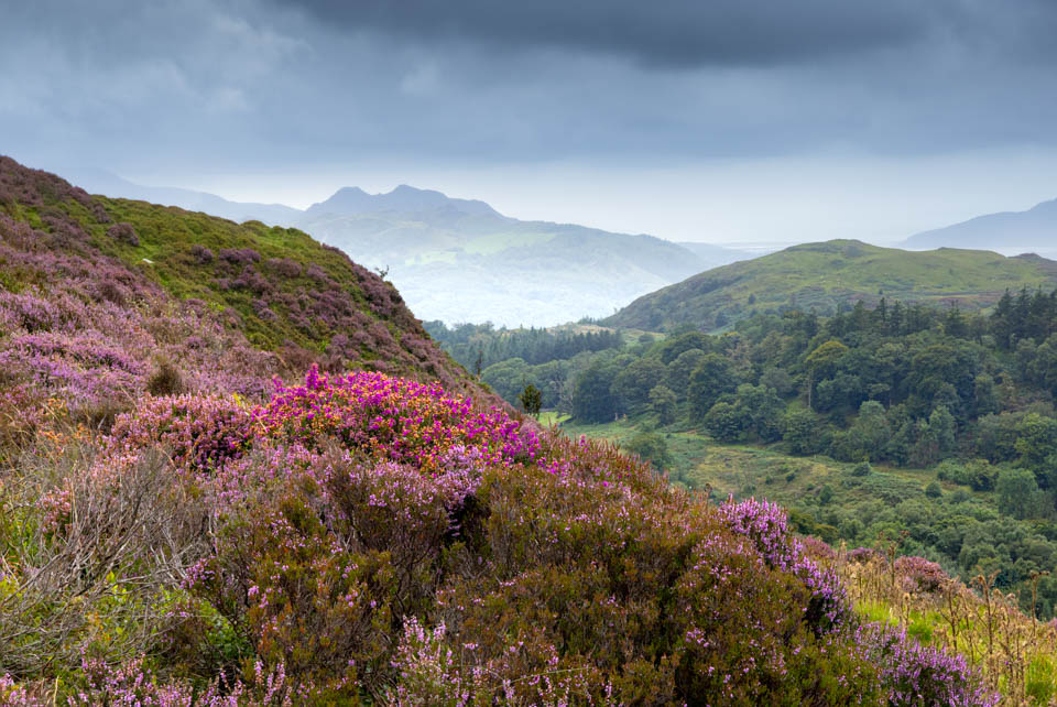 Nando 2025 snowdonia focus stack heather Nando 2025 snowdonia focus stack heather