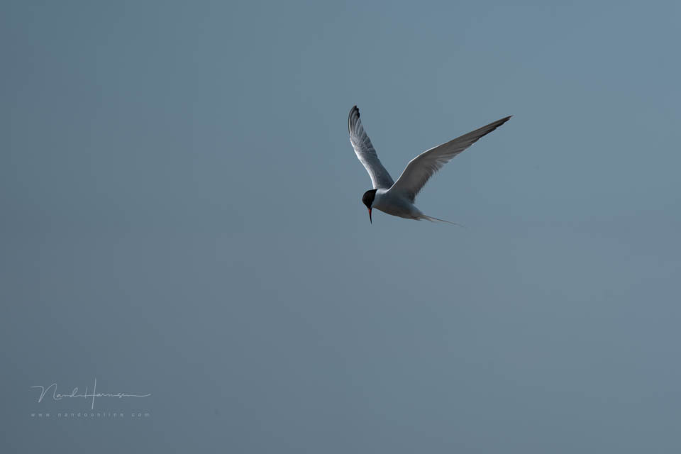 Nando 2025 aiming with spot metering Nando 2025 aiming with spot metering