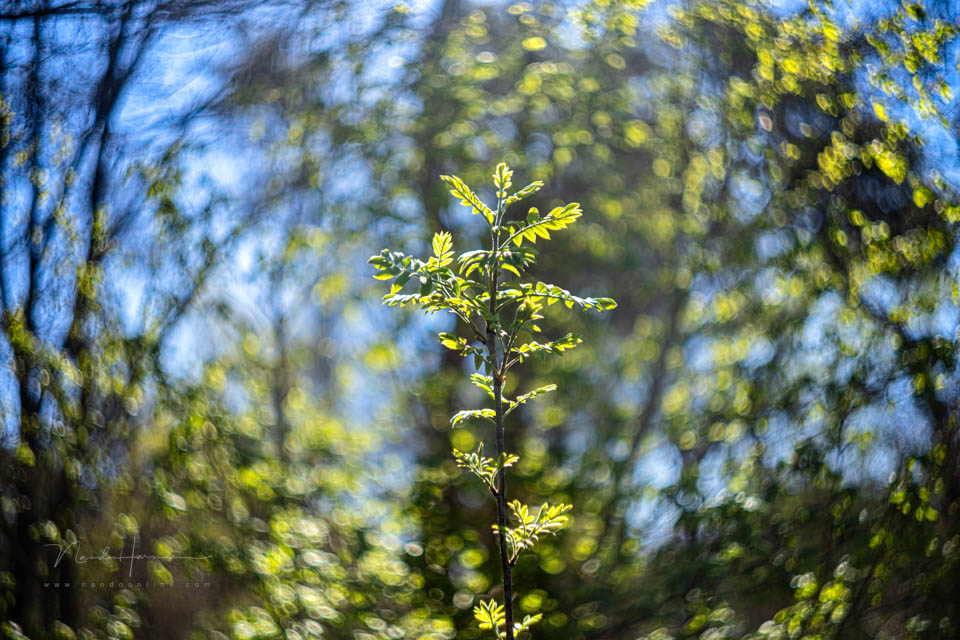 Nando CZJ Biotar 58 swirl bokeh