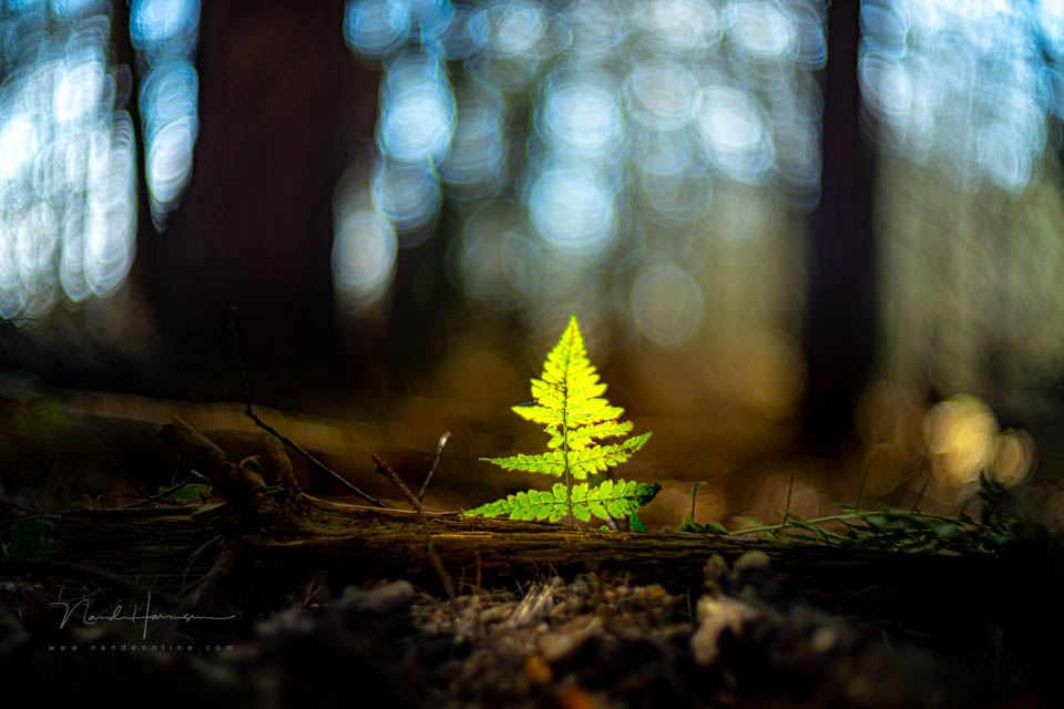 Nando CZJ Biotar 75 fern leaf