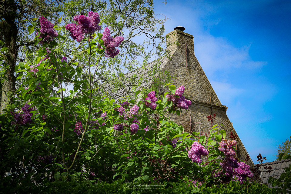 Nando EOS M50 II Nes spring scene