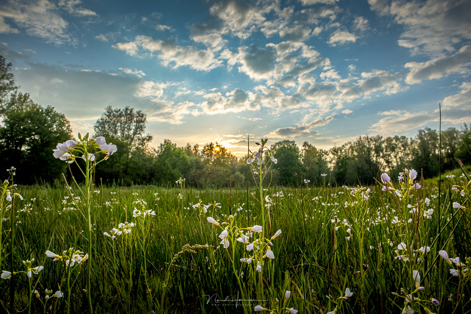 Nando EOS M50 II pinksterblooms sunset