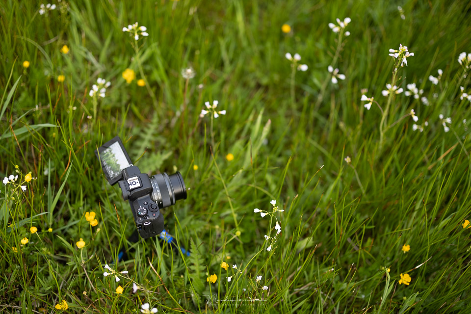 Nando EOS M50 II among the oxeye daisies Nando EOS M50 II among the oxeye daisies