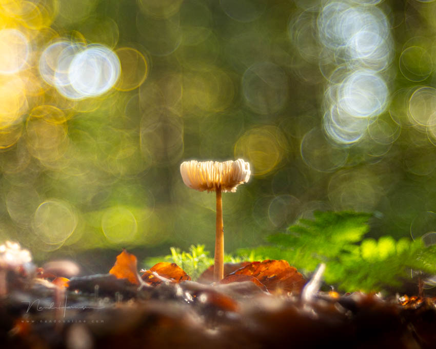 Nando MOG trioplan mushroom