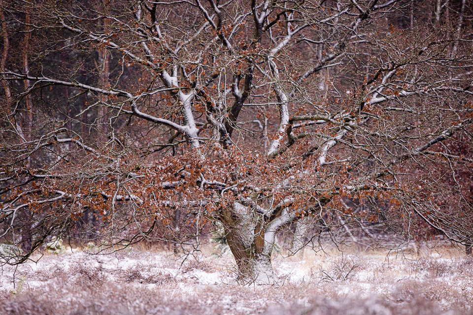 Nando RF100 500 tree snow