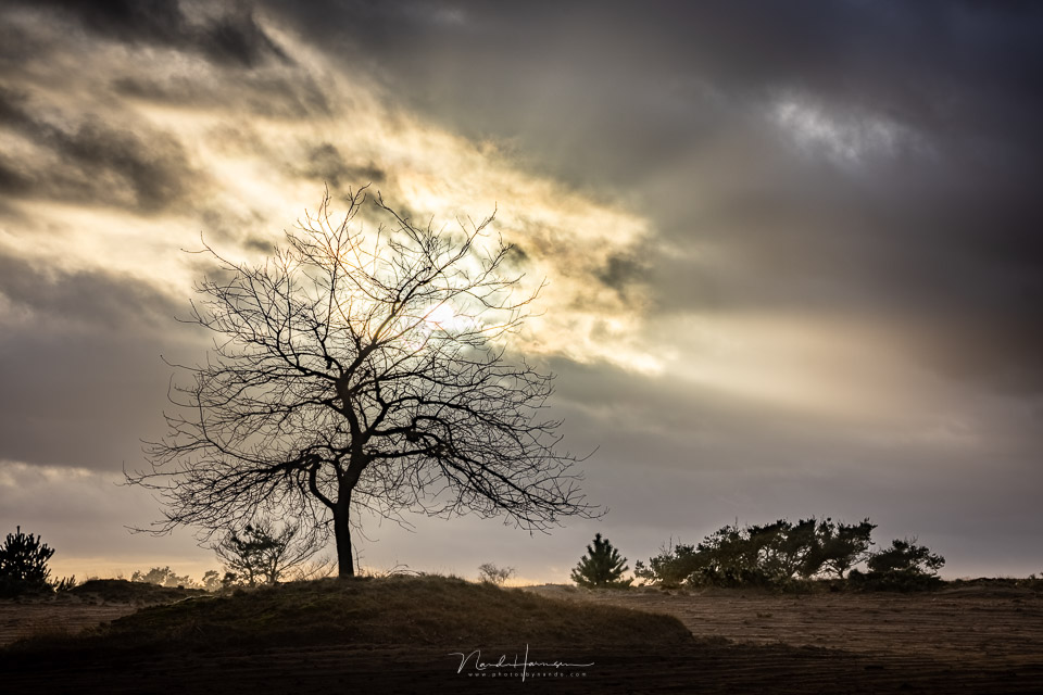 Nando RF100 500 tree sunset