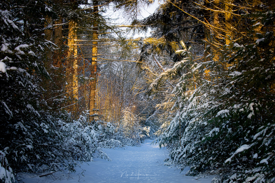 Nando RF100 500 forest snow sunlight