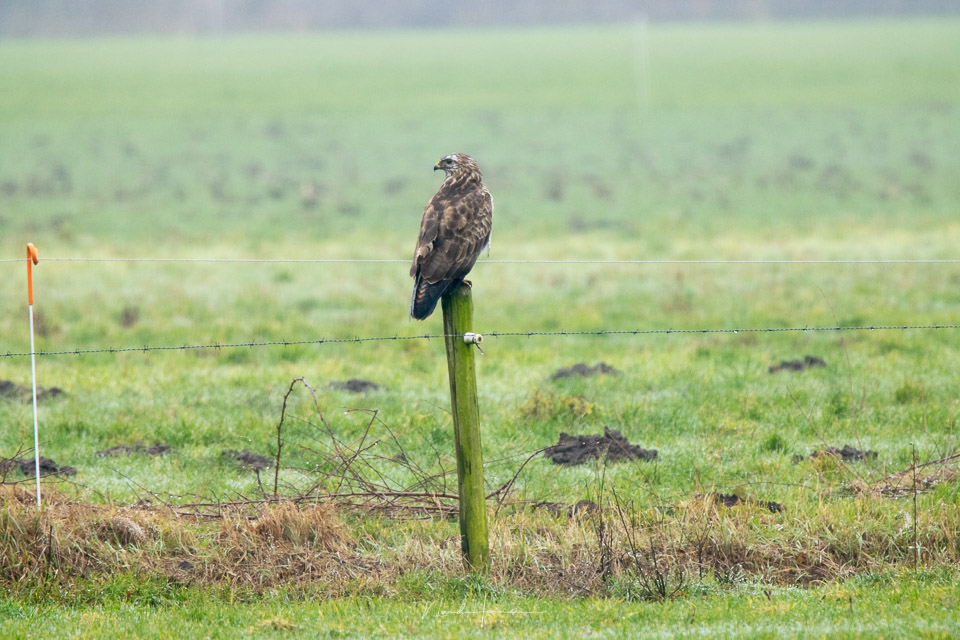 Nando RF100 500 buzzard with TC