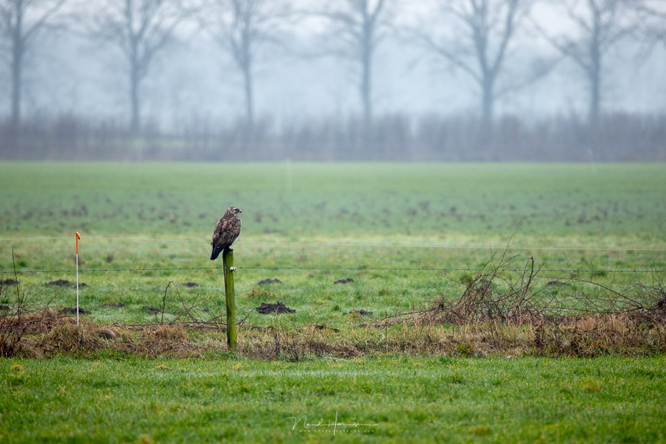 Nando RF100 500 buzzard without TC