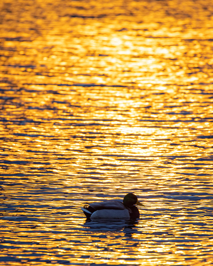 Nando RF100 500 duck