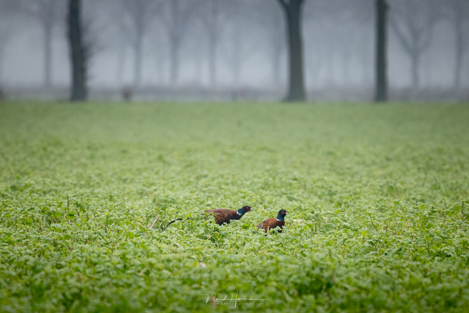 Nando RF100 500 pheasant with TC