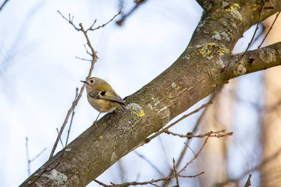 Nando RF100 500 goldcrest