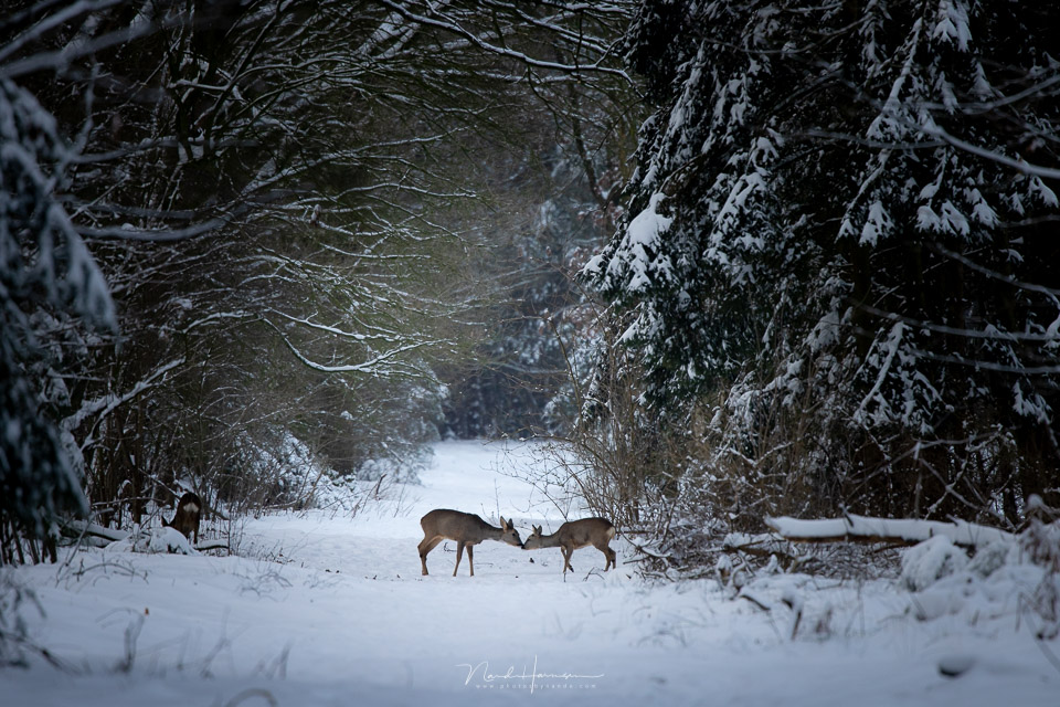 Nando RF100 500 roe deer