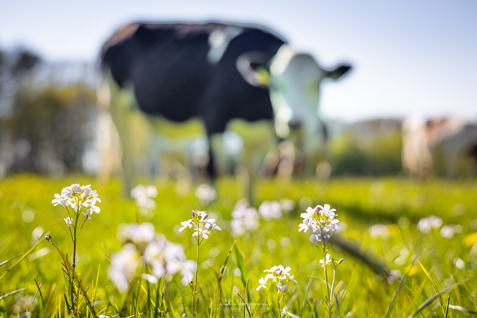 Nando RF50STM oxeye daisy cow