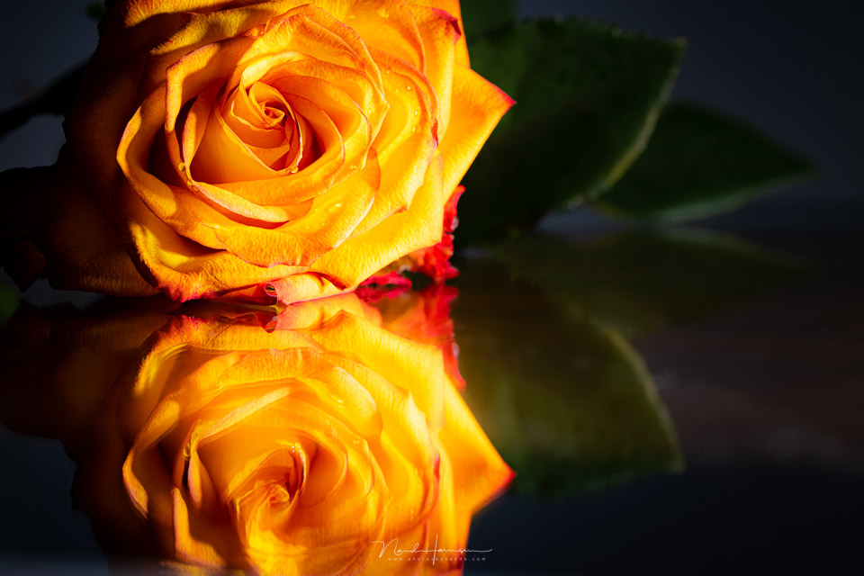 Nando RF85macro review rose reflection Nando RF85macro review rose reflection