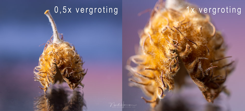 Nando RF85macro review magnification comparison Nando RF85macro review magnification comparison
