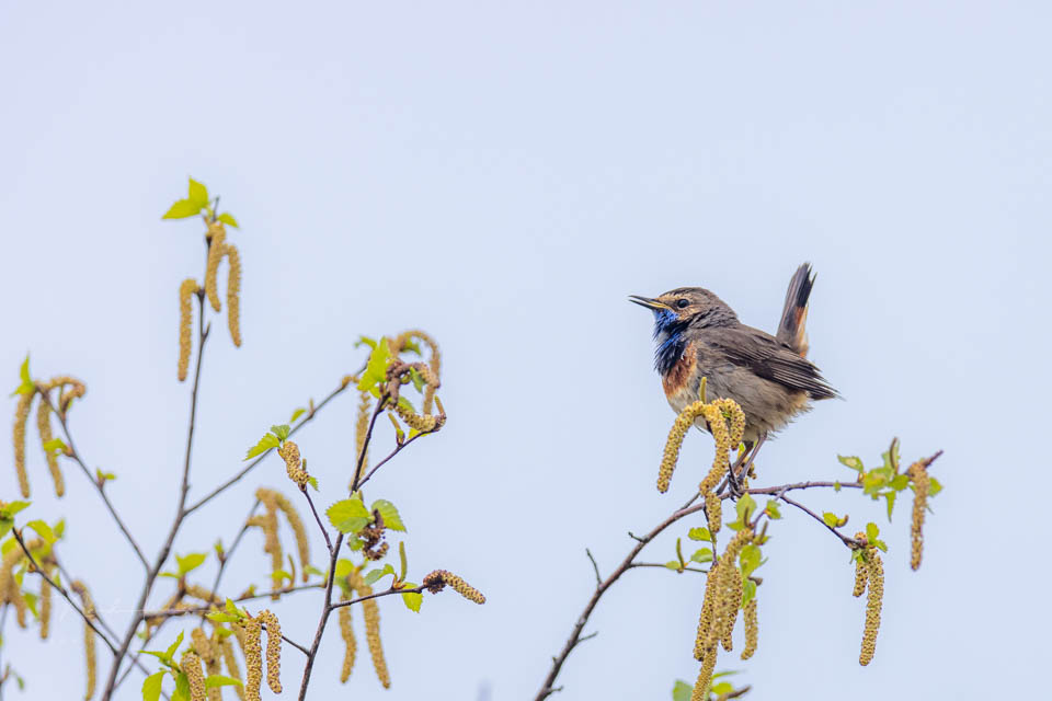 Nando bluethroat 400 times one and a half crop