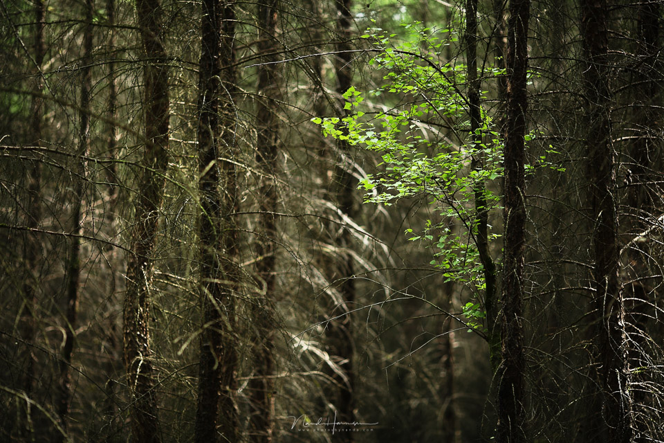 Nando dense forest with subject Nando dense forest with subject