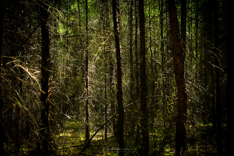 Nando dense forest without subject Nando dense forest without subject