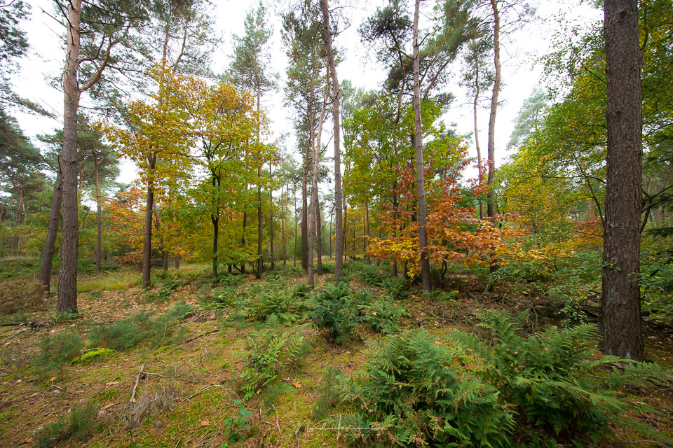 Nando forest wide angle Nando forest wide angle