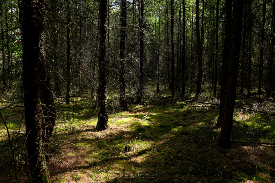 Nando open forest Nando open forest